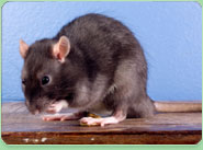 rat control Maryport